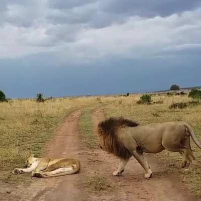 Dudes are dudes, in every kingdom