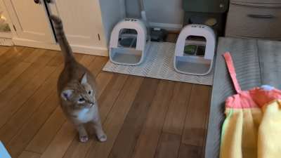 Sam the scaredy cat 😹