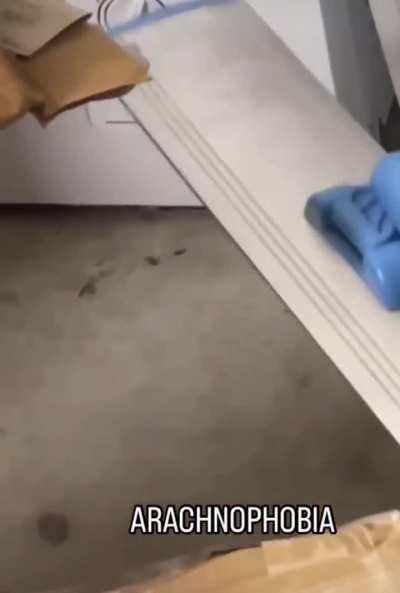 Arachnophobia 