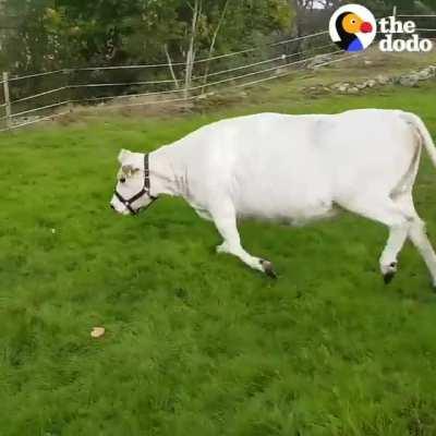 This cow makes the cutest little grunts when he’s playing fetch with Mom 💚