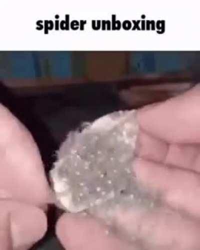 Spider unboxing