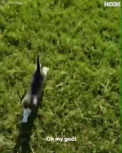 Smol criminals chase terrified victim