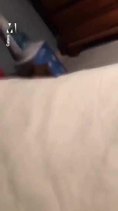 Angry kitty defends house from realtor