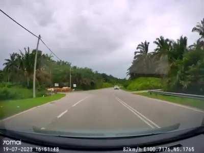 Driver crashed into Heard of Cows