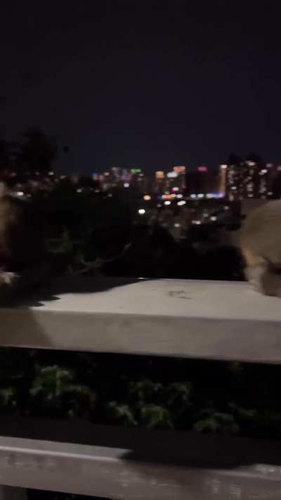 A Midsummer Night's Dream