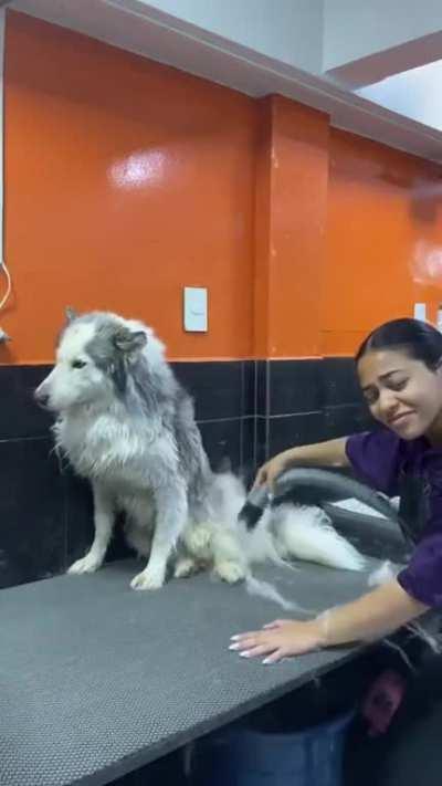 The reason Why is a husky bath so expensive..
