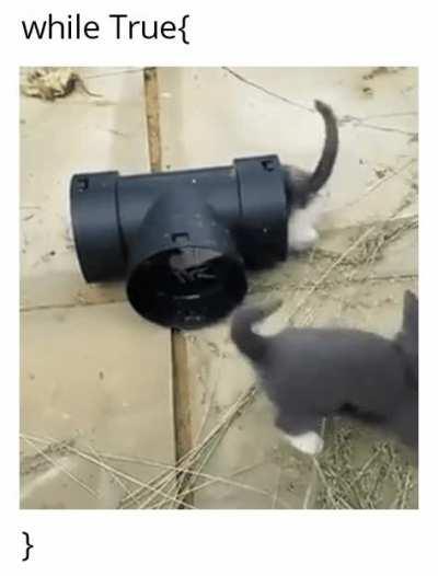 Endless tail chasing loop