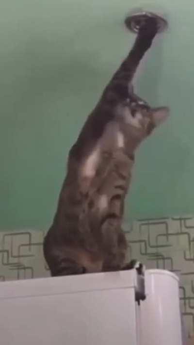 What does the cat say?