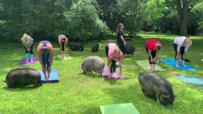 I taught a yoga class WITH pigs this past weekend!!!