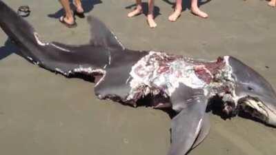 A dolphin carcass after a tiger shark attack