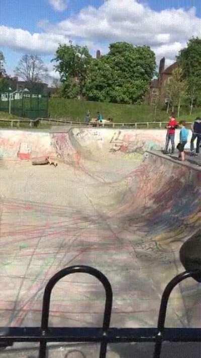 He's a skater dog