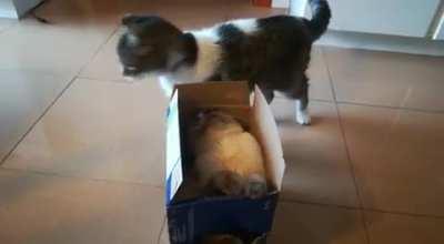 Stealth in videogames be like: