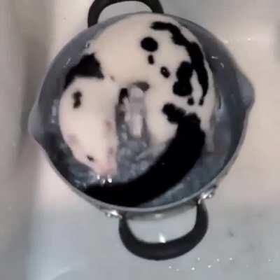 BoiLiNg A fErReT aLiVe!