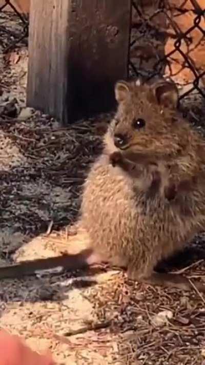 Me trying to reach my goals