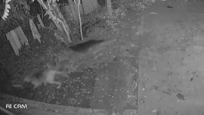 Street dogs hunting a cat in Novorossiysk, Russia.