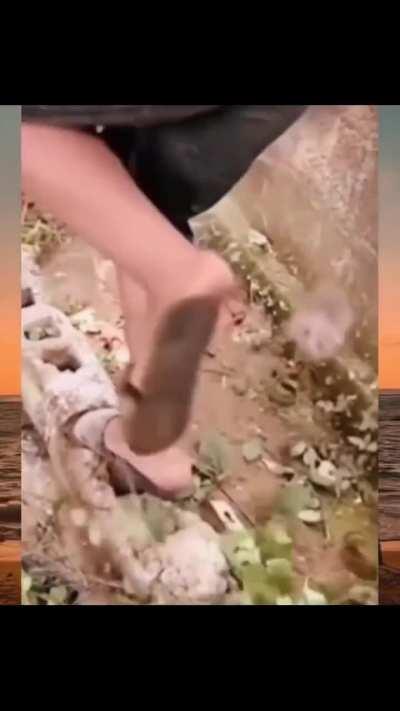 BeelcitosMemes - Video #3468