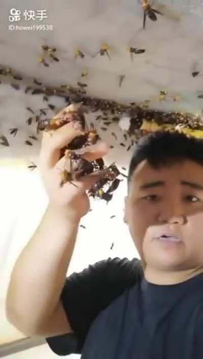 This guy handling those giant wasps