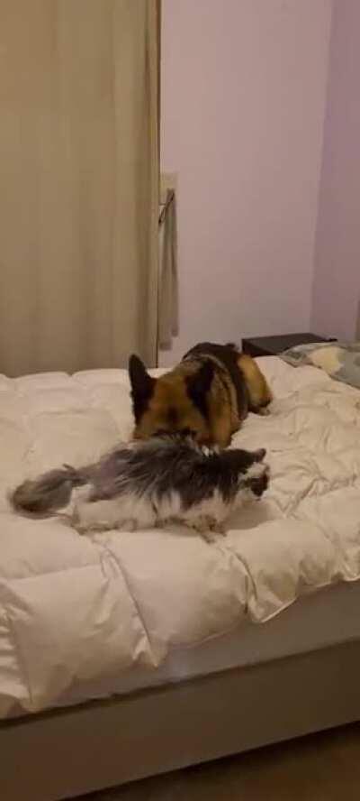 Doggo will do what it takes to spend 1 on 1 time with the old girl who just came back from hospital