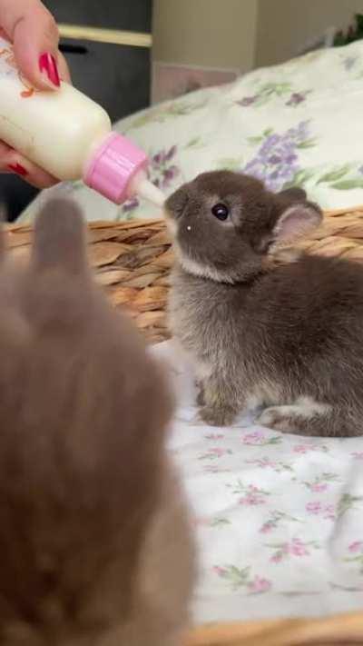 iv distracted the convicts