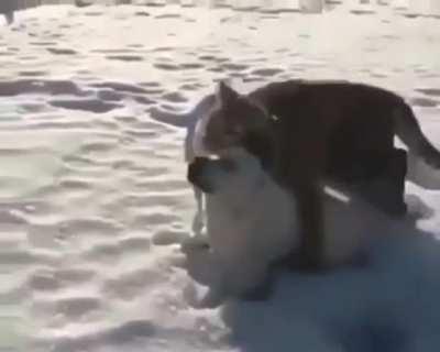 Don't mess with big cats