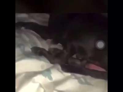 Dog getting to comfortable