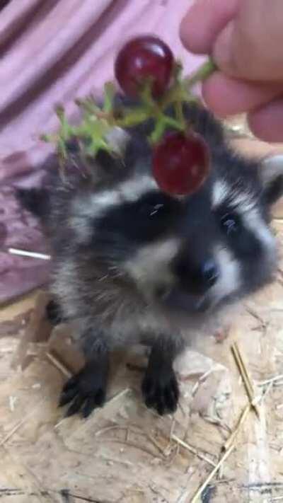 Rehab baby munching on some grapes 🍇