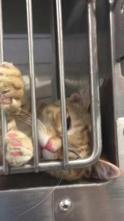 Humperdink wants pets. Solo kitten who’s adoptable from my local shelter in MN.