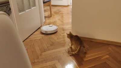 My fiancé picked the perfect theme for our foster cat's first encounter with the vacuum