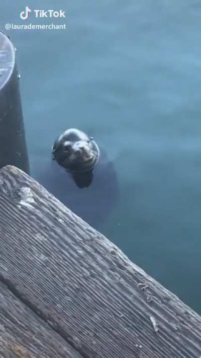 Water dog (perfectly cut)