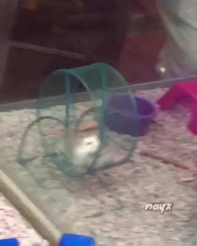 تازه میفهمم این گوگولیا بدبخت چی میکشن🔫😐😂