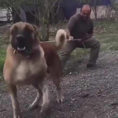 “He’s just tryin’ to say hi, he’s friendly!”