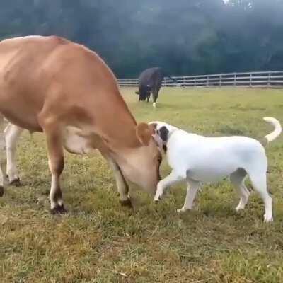 Best Friends Forever