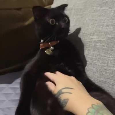 I swear he’s not a stuffed animal. I’m at least 90% sure?