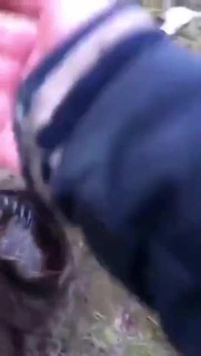 If dangerous why are they in friend-shaped?