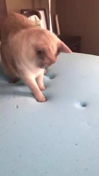 Esse gato parece q descobriu o mundo (」ﾟﾛﾟ)｣(」ﾟﾛﾟ)｣(」ﾟﾛﾟ)｣