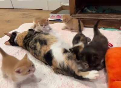 They have escaped the nest.