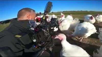 A gang of evil turkeys laugh after one of them savagely rips a mans finger off.