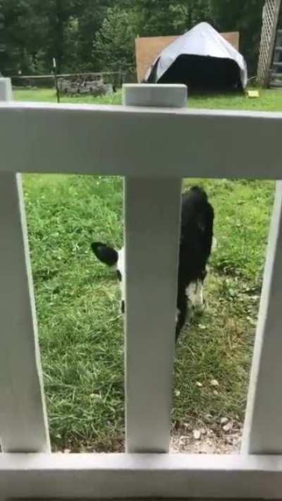 Cow zoomies