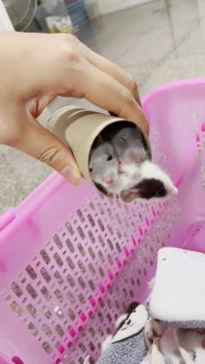 Look at this roll full of fosters lol