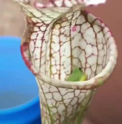 🔥 A fly getting eaten by a carnivorous pitcher plant 🔥