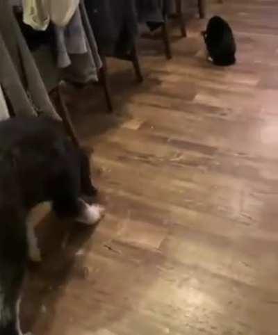 I'd like to believe the cat is just trying to help the other animals, but I've owned 5 cats, and know better.