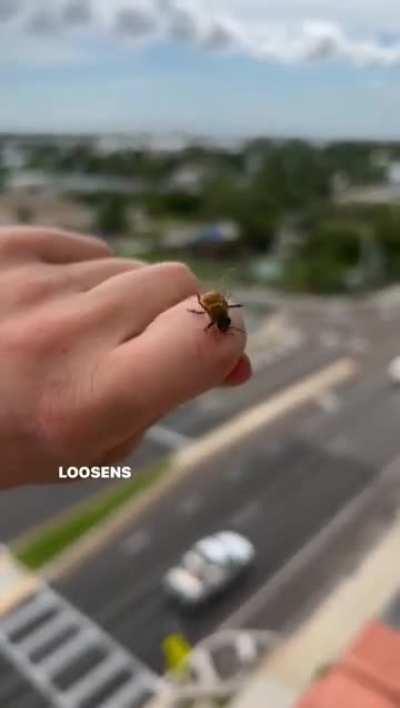 Sometimes honeybees will change their mind once they sting you