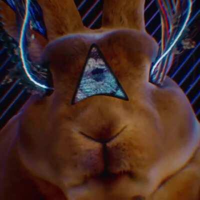 🐇🐇🐇@frankxavierfx