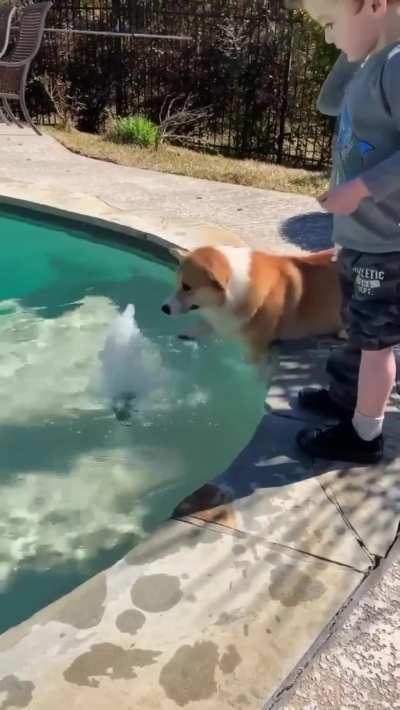 Corgi's are adorable! 🐾💕