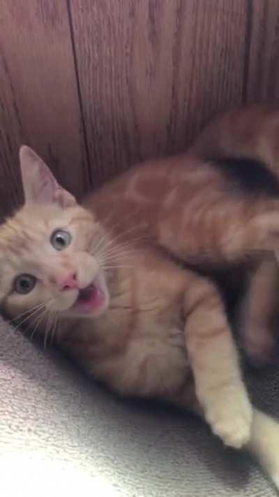 My little guy’s split second decision to jump into the camera