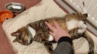 Bramble enjoying life (and me enjoying her purr and soft beans & belly)