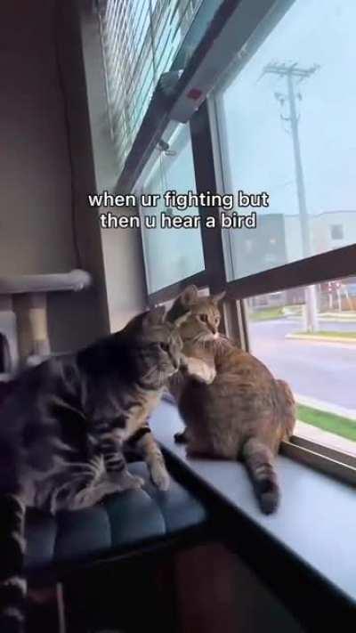 screw the fight, we heard our mortal enemy laugh.