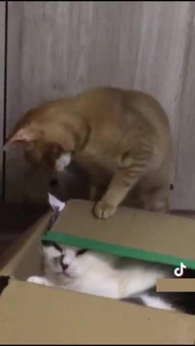 sAdIsTiC cAt TrIeS tO bUrY hIs BrOtHeR aLiVe