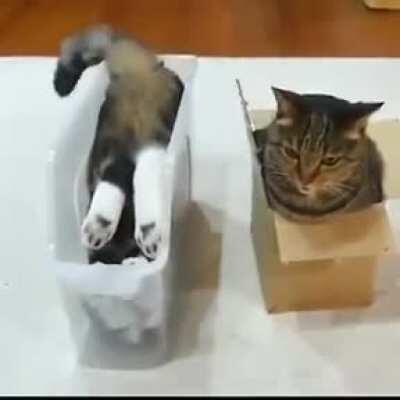 The only two cat personalities that exist