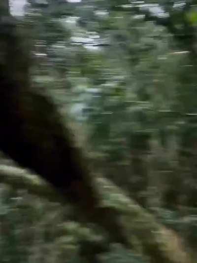 Swingali, Friend of the High Jungle